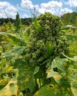 biologische-quinoa-velhorst