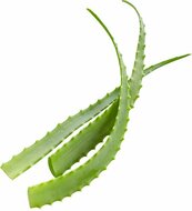 biologische-aloe-vera