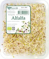 biologische-kiem-alfalfa